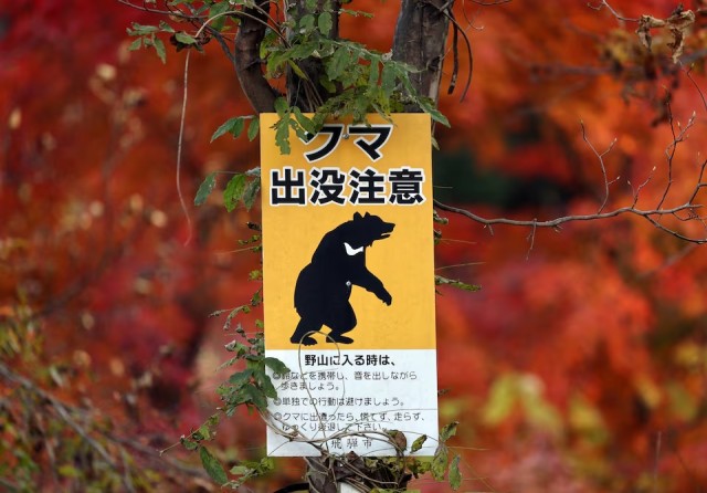 ‘Extremely intelligent’ bear at large in Japan after hurting four